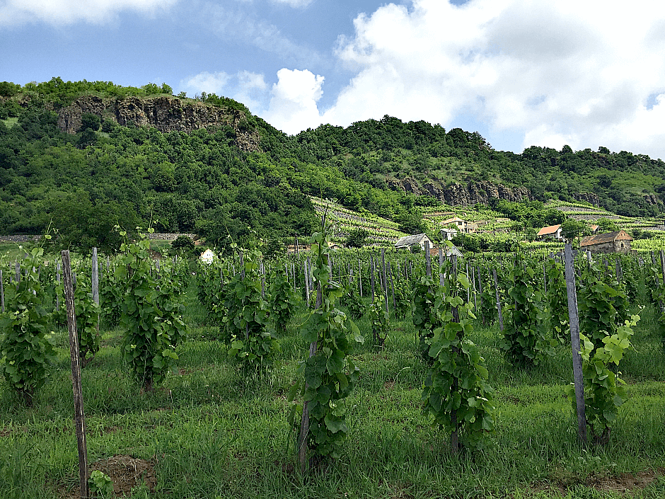 Nagy Somló PDO: A Guide to the Wine Region - Taste Hungary