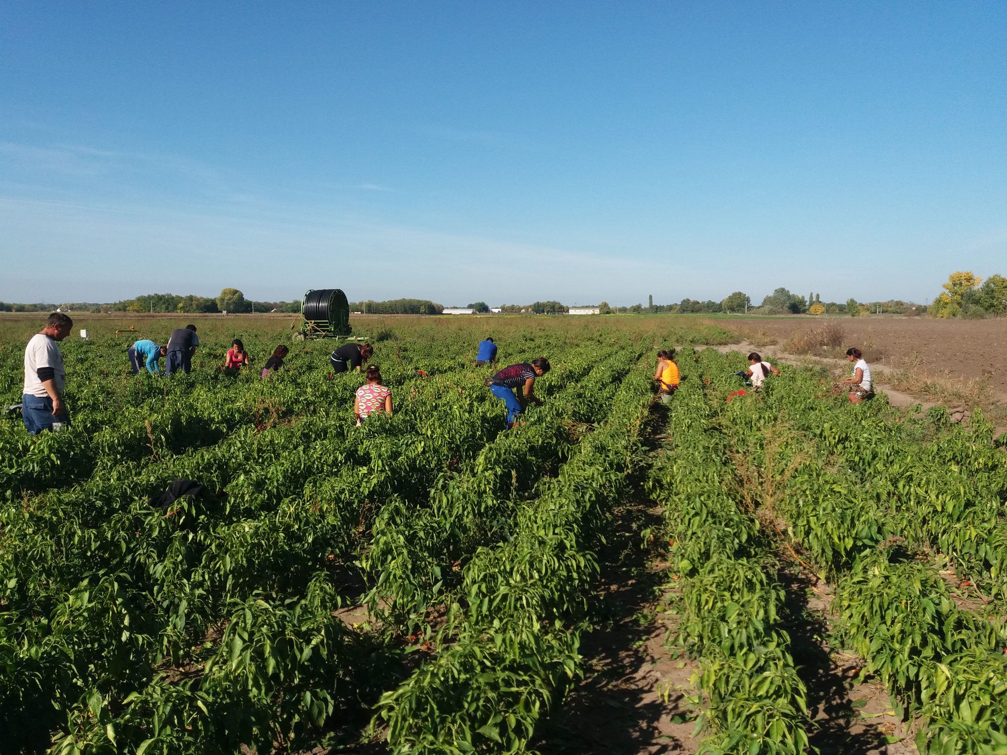 Hódi Paprika A Life of Spice in Szeged Taste Hungary