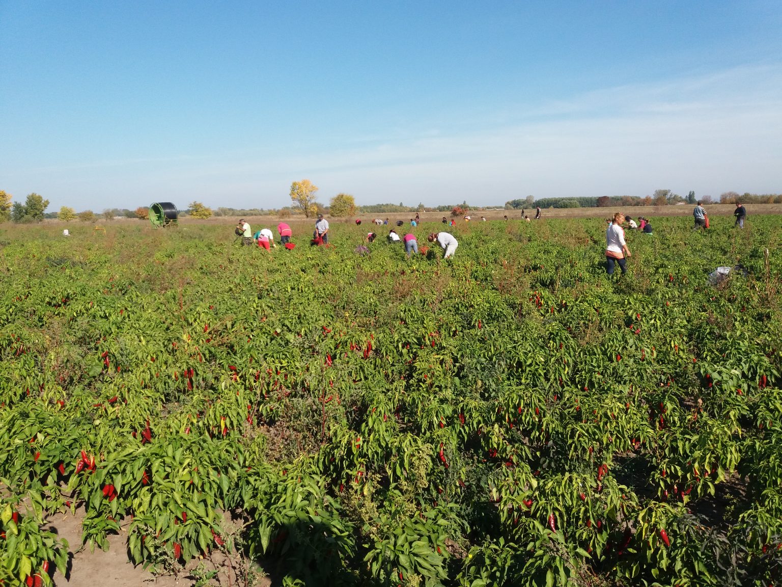 Hódi Paprika A Life of Spice in Szeged Taste Hungary